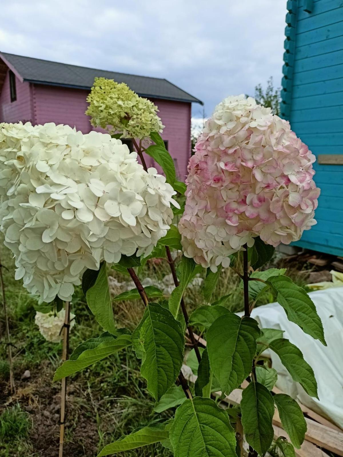Swierkowe Siedlisko Pokoje Goscinne Węgorzewo Dış mekan fotoğraf